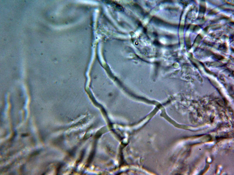 Antrodia gossypium 10 - Hifas